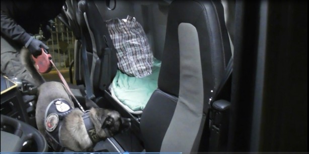 Foto - Polisin dikkatinden kaçmadı! Yurda sokulmaya çalışan çok sayıda skunk ele geçirildi