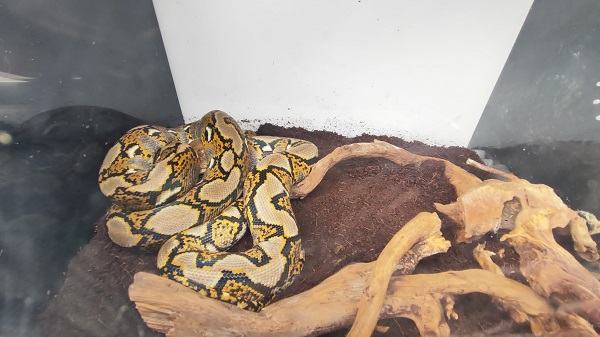 Foto - Polisler gözlerine inanamadı! Bakın otomobilin bagajından ne çıktı