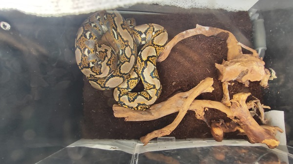 Foto - Polisler gözlerine inanamadı! Bakın otomobilin bagajından ne çıktı