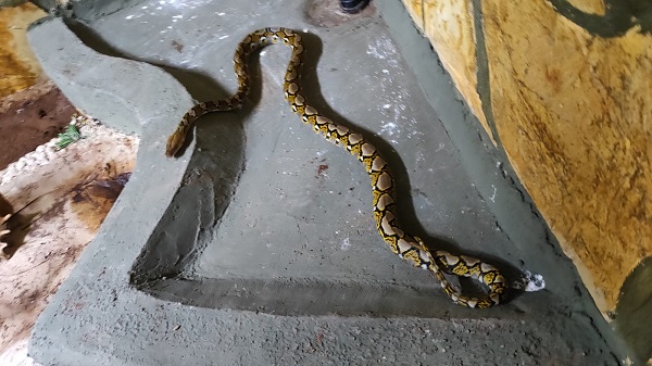 Foto - Polisler gözlerine inanamadı! Bakın otomobilin bagajından ne çıktı