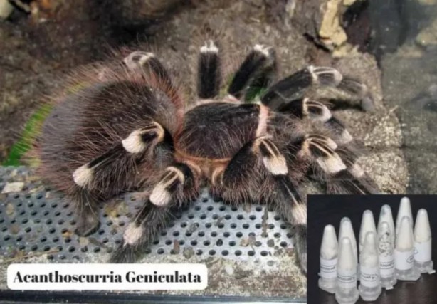 Foto - Polonya'dan Türkiye'ye gönderilen postadan çıktı! Tam 76 adet