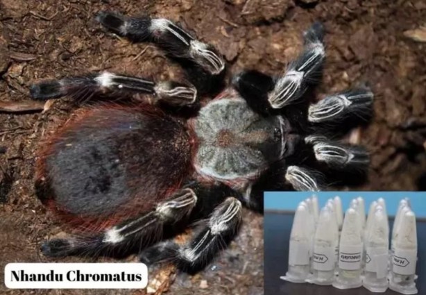 Foto - Polonya'dan Türkiye'ye gönderilen postadan çıktı! Tam 76 adet