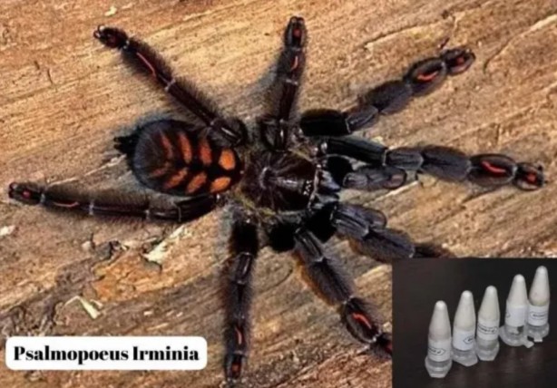 Foto - Polonya'dan Türkiye'ye gönderilen postadan çıktı! Tam 76 adet