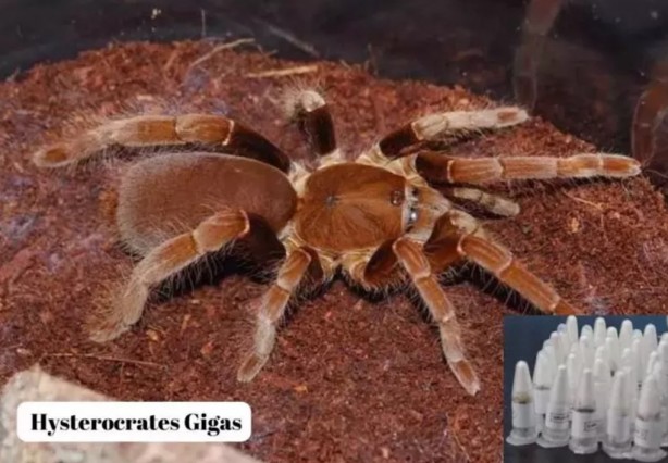 Foto - Polonya'dan Türkiye'ye gönderilen postadan çıktı! Tam 76 adet