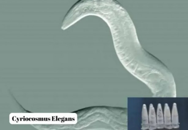 Polonya'dan Türkiye'ye gönderilen postadan çıktı! Tam 76 adet