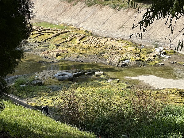 Foto - Porsuk Çayı'nda kirlilik böyle görüntülendi