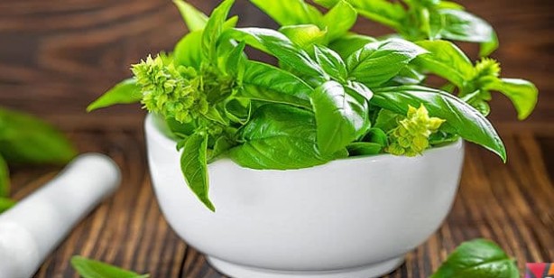 Foto - Portakal, kivi, havuç ve fesleğen: Vücuttaki C vitamini deposunu dolduruyor! Bağışıklık sistemini güçlendiriyor!