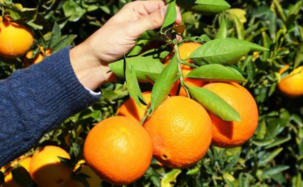 Portakal sağlık için neredeyse vazgeçilmez