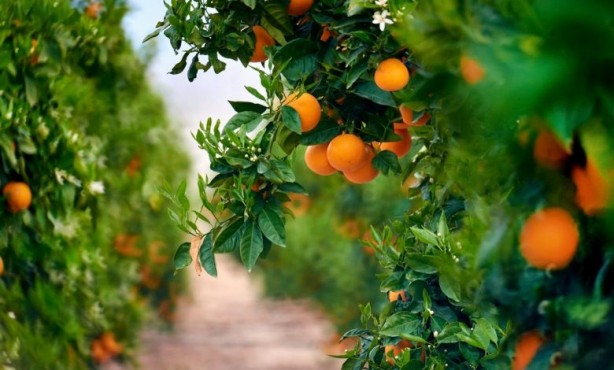 Foto - Portakal sağlık için neredeyse vazgeçilmez