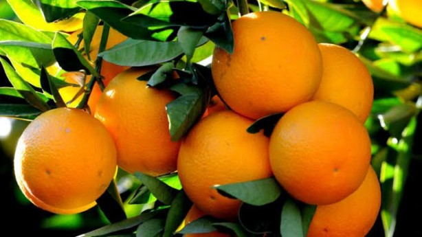 Foto - Portakal sağlık için neredeyse vazgeçilmez