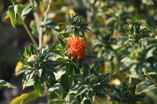 Foto - Posası da yağı da adeta altın! Hasat yapıldı 200 milyon lira kazanç bekliyorlar