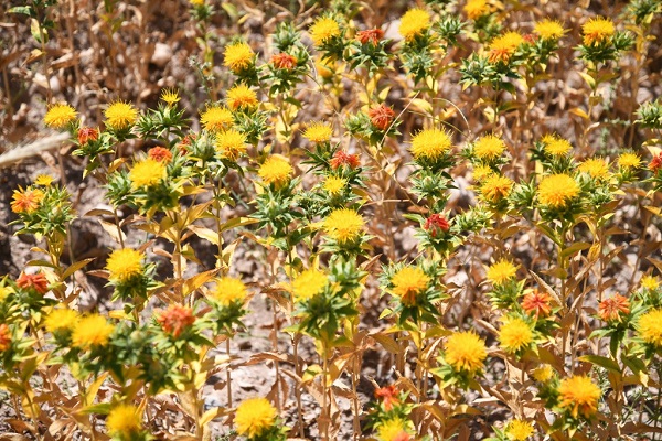 Foto - Posası da yağı da adeta altın! Hasat yapıldı 200 milyon lira kazanç bekliyorlar