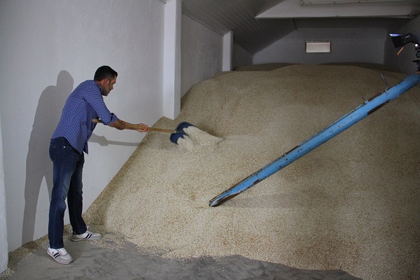 Foto - Posası da yağı da adeta altın! Hasat yapıldı 200 milyon lira kazanç bekliyorlar