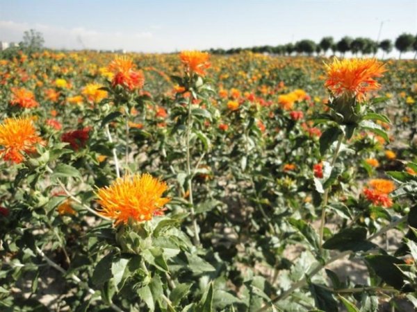 Foto - Posasından yağına, sapından çöpüne bu bitkinin her şeyi hazine! Ekene tam 200 milyon TL kazancı var! Şok olacaksınız