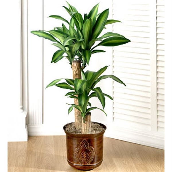 Foto - Poşet çayın şaşırtan kullanım alanları