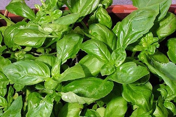 Foto - Poşetin içine ispirto koyup eve asarsanız...