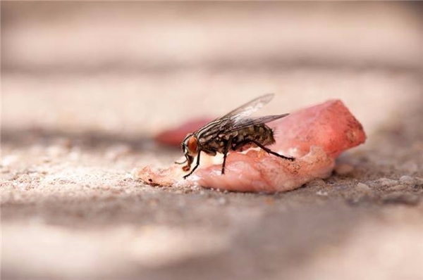 Poşetin içine ispirto koyup eve asarsanız...