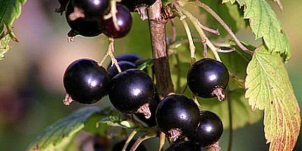 Foto - Potasyum açısından zengin meyve ve sebzeler! Kalp ritmini düzenliyor