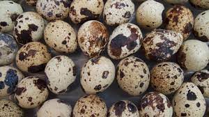 Foto - Prof. Dr. Canan Karatay zeka gerilemesini engelleyen besini açıkladı! Peş peşe açıklaması: Seçim yaparken dikkat 