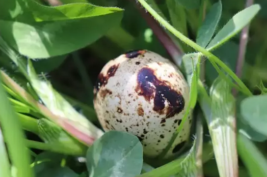Foto - Prof. Dr. Canan Karatay zeka gerilemesini engelleyen besini açıkladı: Yapan bomba gibi olacak! İşte bu...