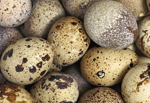 Foto - Prof. Dr. Canan Karatay zeka gerilemesini engelleyen besini açıkladı: Yapan bomba gibi olacak! İşte bu...