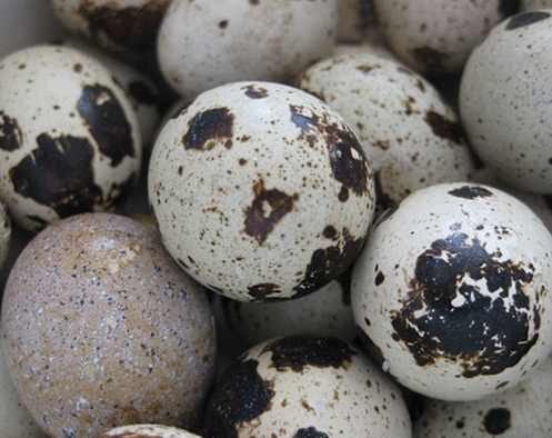 Foto - Prof. Dr. Canan Karatay zeka gerilemesini engelleyen besini açıkladı: Yapan bomba gibi olacak! İşte bu...