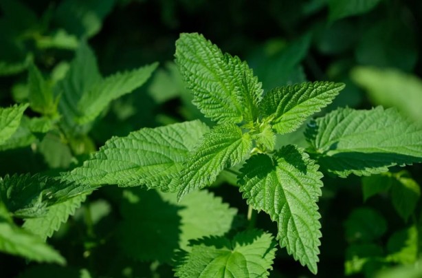 Foto - Prof. Dr. İbrahim Saraçoğlu, sır gibi sakladığı besini açıkladı! "5 besin seçme hakkım olsa ilk tercihim olurdu" deyip duyurdu! Bu besini tüketene hastalık bir daha uğramıyor