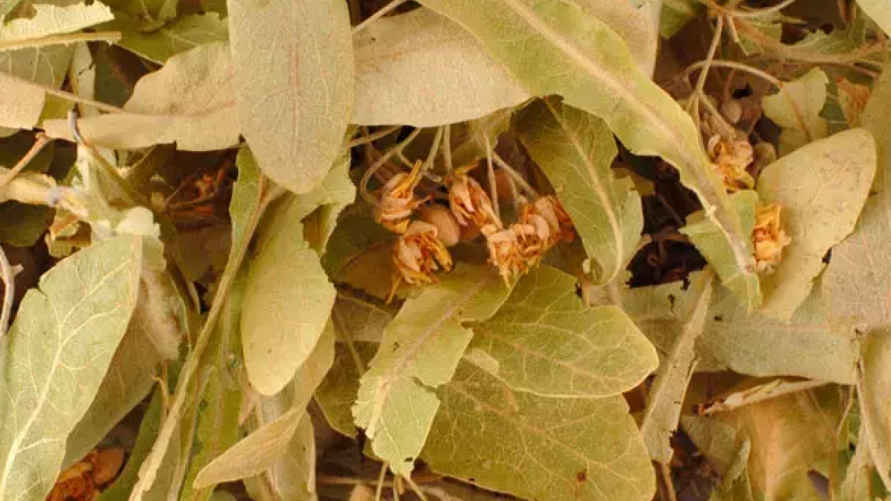 Prof. Dr. İbrahim Saraçoğlu'dan yüzünüzü güzelleştiren kür: Etkisi yok artık dedirtti! Dikkat çekti