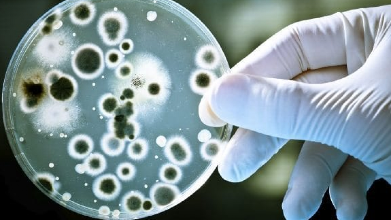 Foto - Prof. Dr. Murat Baş: Sağlıklı bir cilt için önce bağırsaklarınızı iyileştirin diyor! 