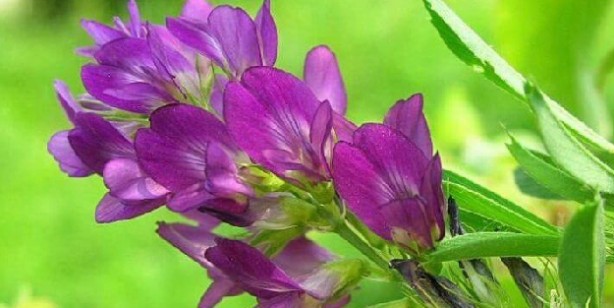 Foto - Proteinden zengin 9 sebze