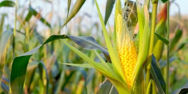 Foto - Proteinden zengin 9 sebze