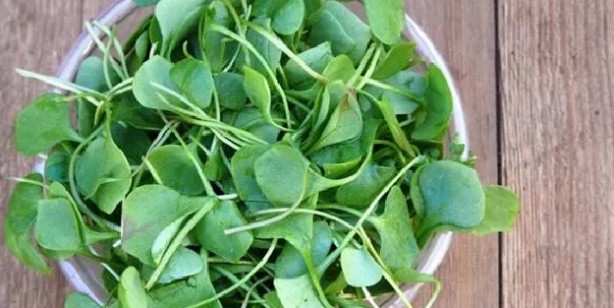 Foto - Proteinden zengin 9 sebze