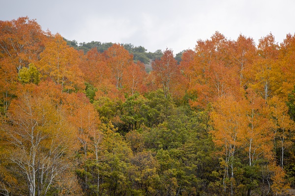 Foto - Pülümür Vadisi'nde sonbahar güzelliği