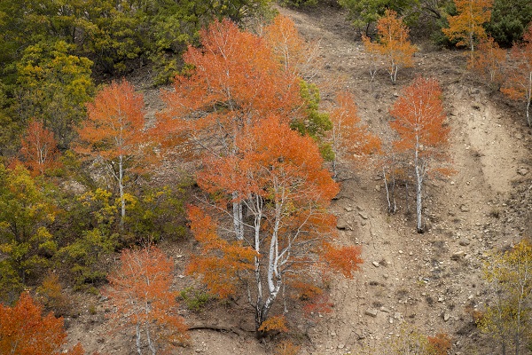 Foto - Pülümür Vadisi'nde sonbahar güzelliği