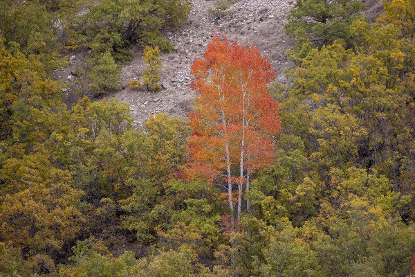 Foto - Pülümür Vadisi'nde sonbahar güzelliği