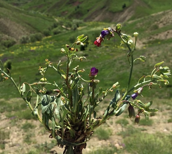 Foto - Pülümür'de heyecanlandıran keşif! Dünyada sadece Tunceli'de yetişiyor