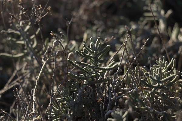 Foto - Pursaklar’da yetiştiriliyor! Bu bitki şifa dolu