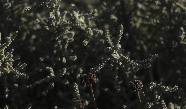 Pursaklar’da yetiştiriliyor! Bu bitki şifa dolu