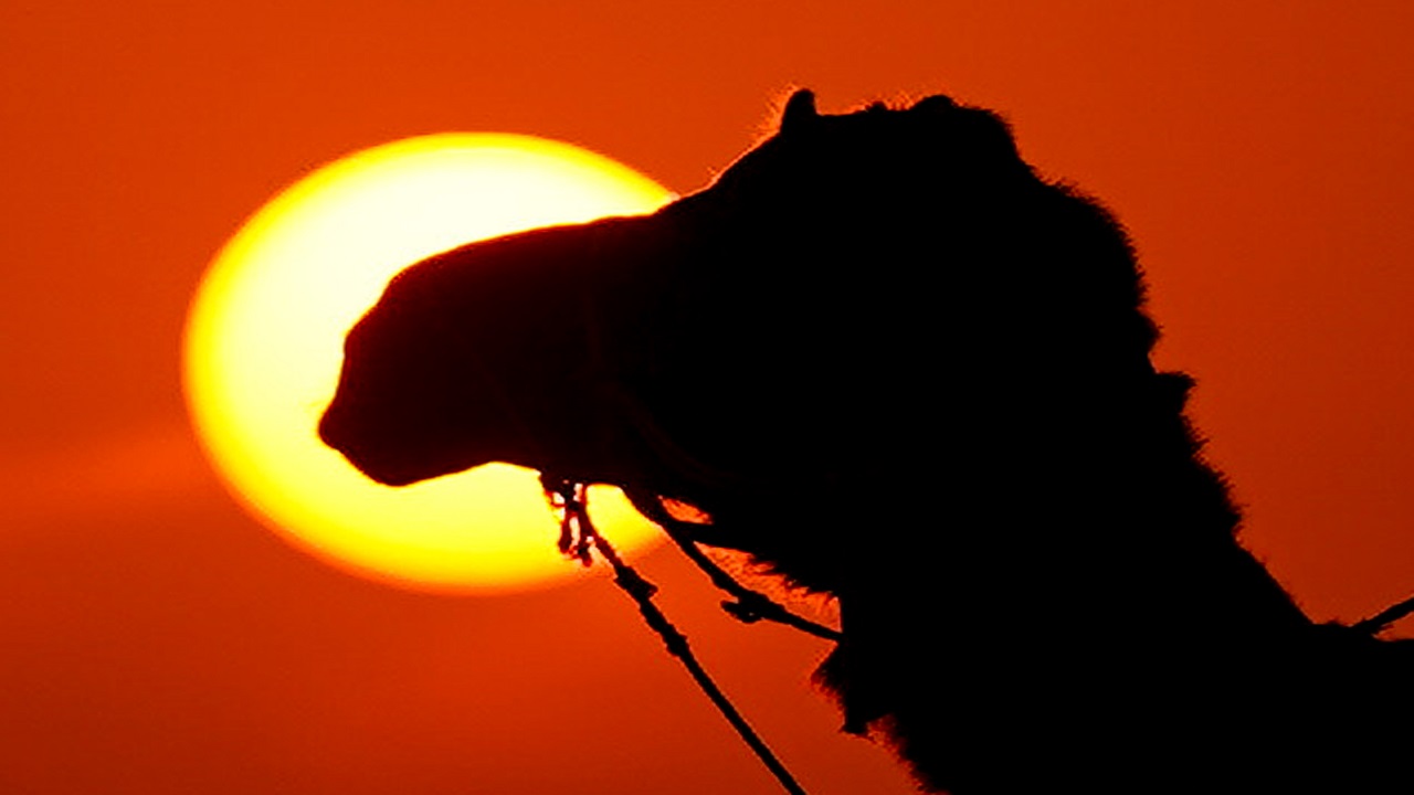 Foto - Pushkar Çölü'nde gün batımı! Altın kumlar üzerinde masalsı yolculuk