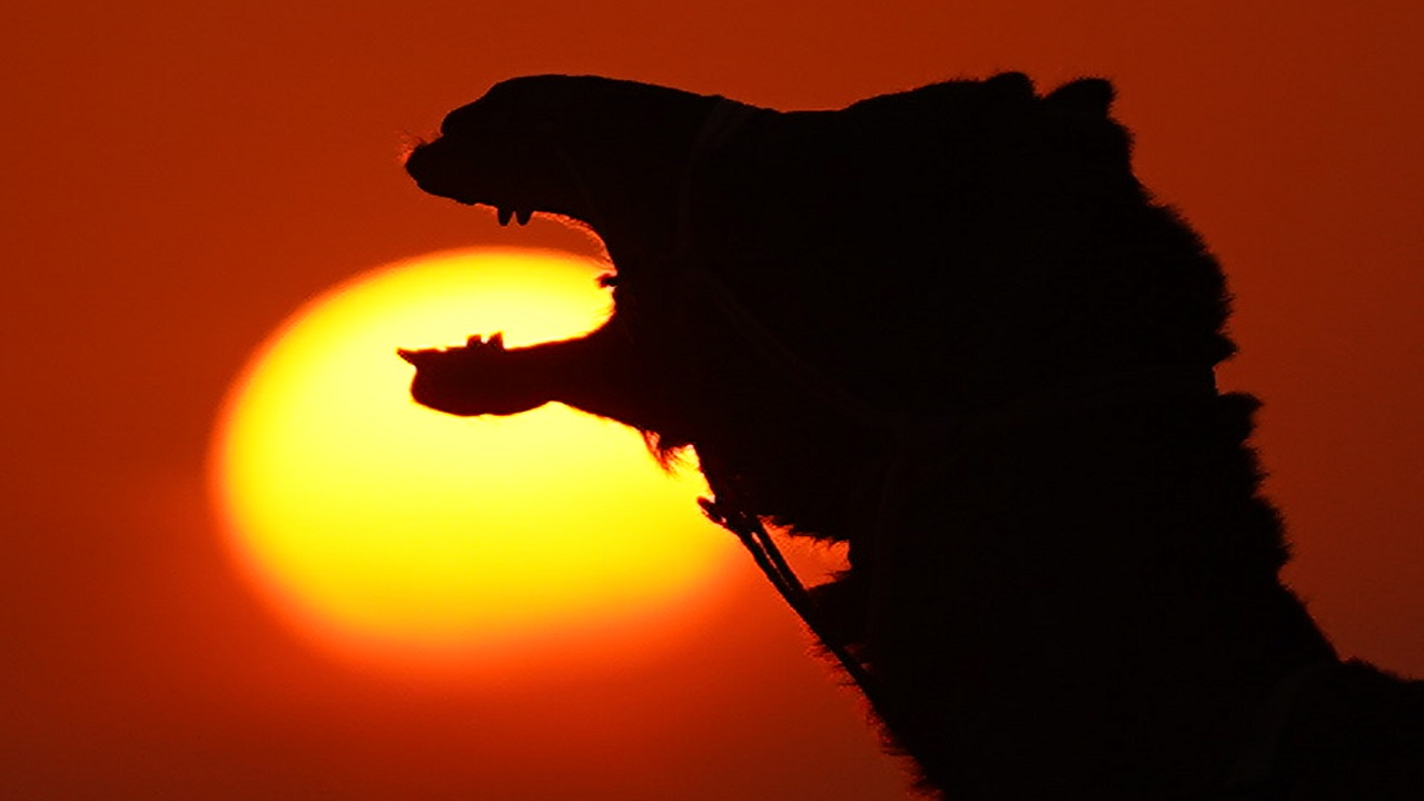 Foto - Pushkar Çölü'nde gün batımı! Altın kumlar üzerinde masalsı yolculuk