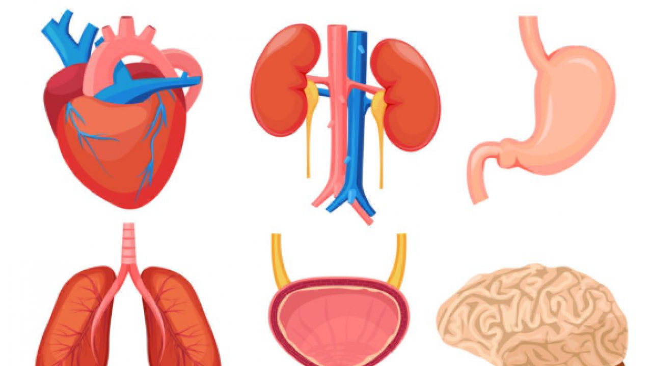 Foto - Putin ve Şi ne demek istedi? Gençlik aşısını buldular mı? Beyinsiz bedenler, domuz ve organları