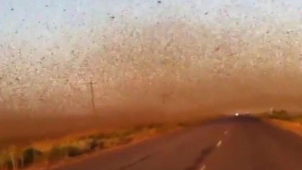 Foto - Putin'i şoka uğratan gelişme! Çekirgeler ülkeyi istila etti