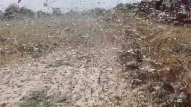 Foto - Putin'i şoka uğratan gelişme! Çekirgeler ülkeyi istila etti