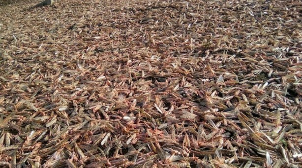 Foto - Putin'i şoka uğratan gelişme! Çekirgeler ülkeyi istila etti