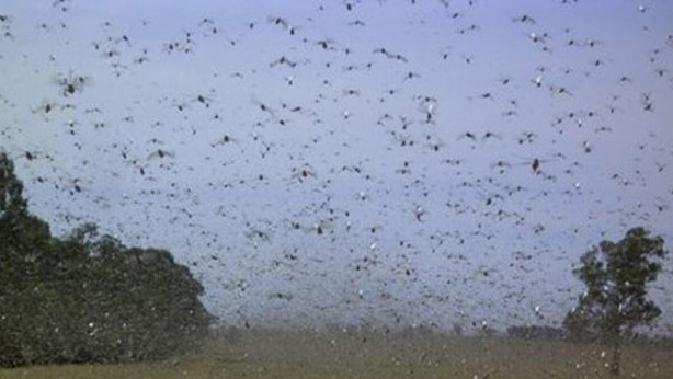 Foto - Putin'i şoka uğratan gelişme! Çekirgeler ülkeyi istila etti