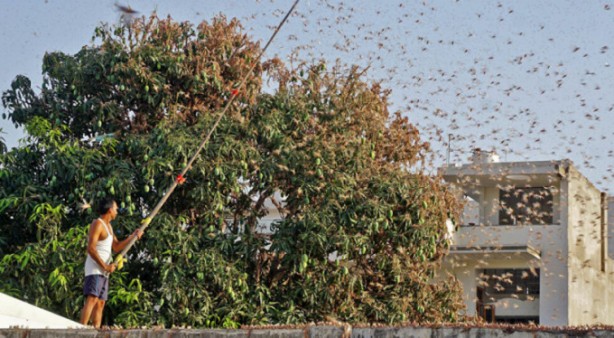 Foto - Putin'i şoka uğratan gelişme! Çekirgeler ülkeyi istila etti