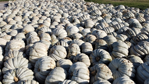 Foto - Raf ömrü 1 seneyi buluyor! Türkiye'nin dört bir tarafına gönderiliyor