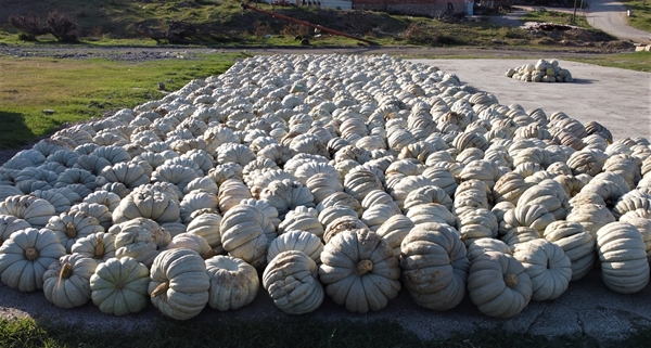 Foto - Raf ömrü 1 seneyi buluyor! Türkiye'nin dört bir tarafına gönderiliyor