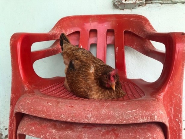 Foto - Rahatına düşkün tavuk sandalyeden başka yerde yumurtlamıyor