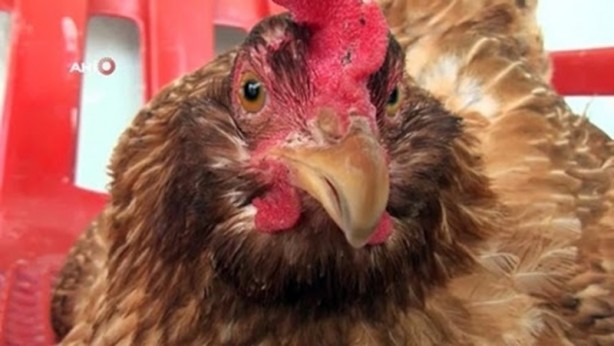 Rahatına düşkün tavuk sandalyeden başka yerde yumurtlamıyor